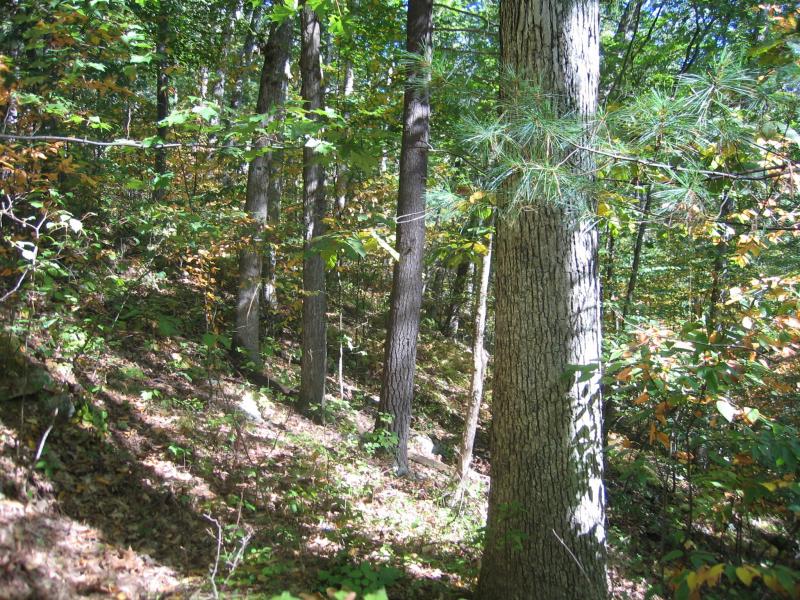 Appalachian oak-pine forest Gregory J. Edinger