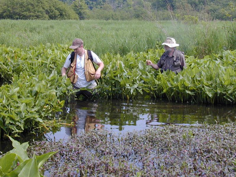 Deep emergent marsh with Shane Gebauer and Andy Nelson Troy Weldy