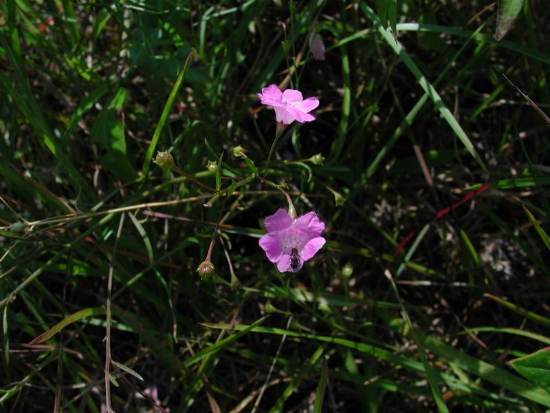 Agalinis acuta flowers Stephen M. Young