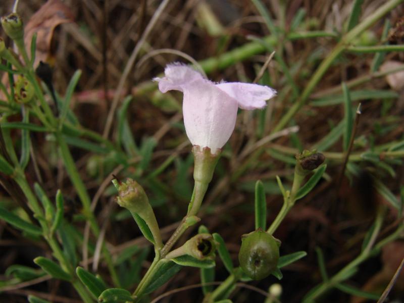 Side view showing sepals Stephen M. Young