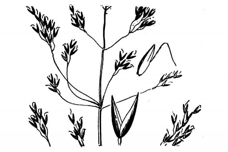 Line drawing  of Agrostis mertensii from Hitchcock, A.S. (rev. A. Chase). 1950. Manual of the grasses of the United States. USDA Miscellaneous Publication No. 200. Washington, DC. 1950 A.S. Hitchcock