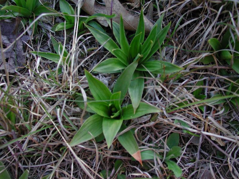 Aletris farinosa leaves Stephen M. Young