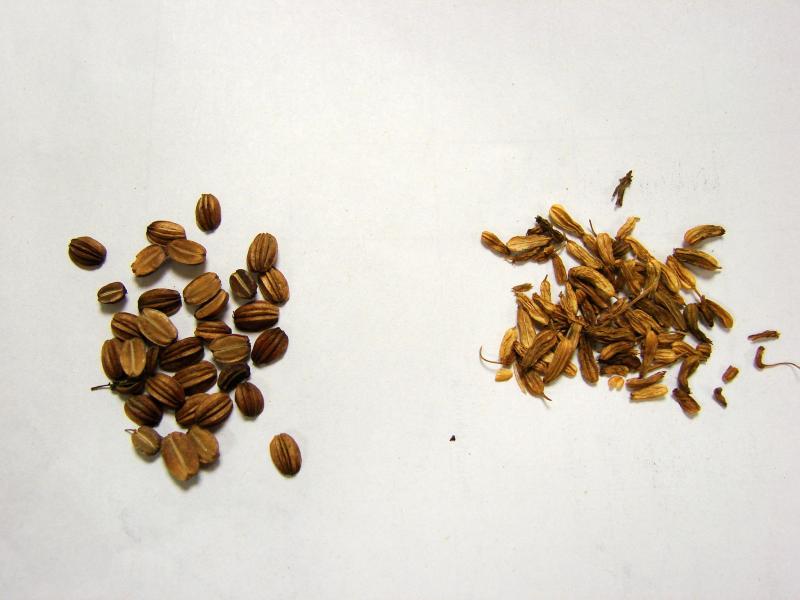 Angelica lucida, left, and Ligusticum scothicum seeds Stephen M. Young
