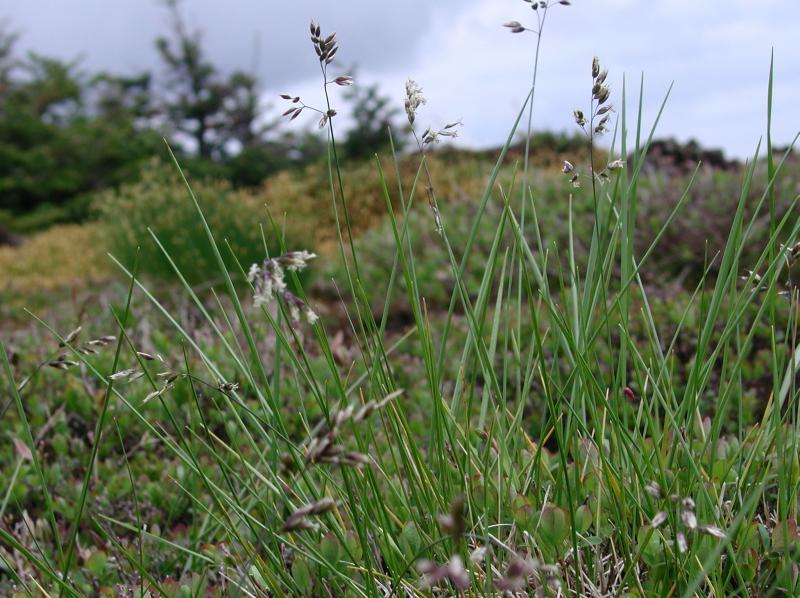 Anthoxanthum monticola ssp. monticola on Mount Colden Julia Goren