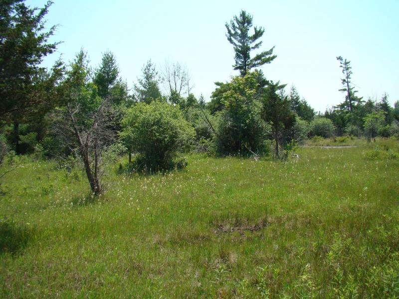 Wet alvar grassland (foreground) and alvar woodland (background) at Three Mile Creek Road Barrens, Jefferson Co., NY. Kimberly J. Smith