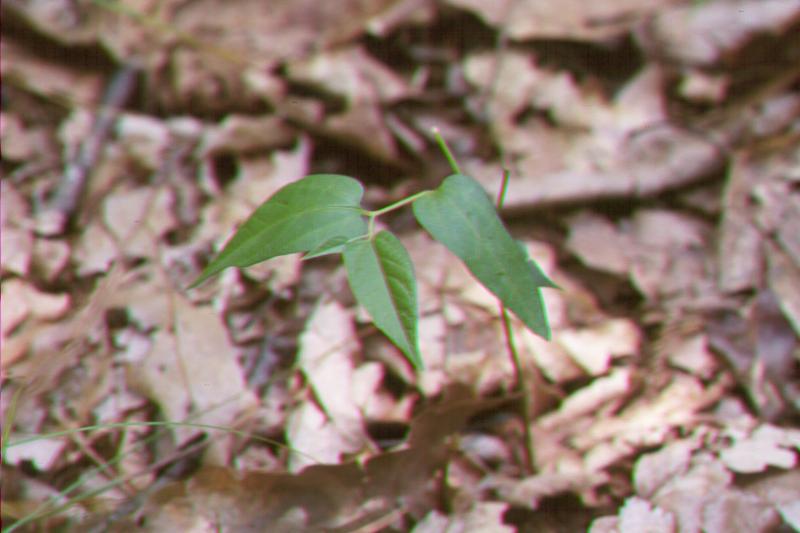 Aristolochia serpentaria  Troy Weldy