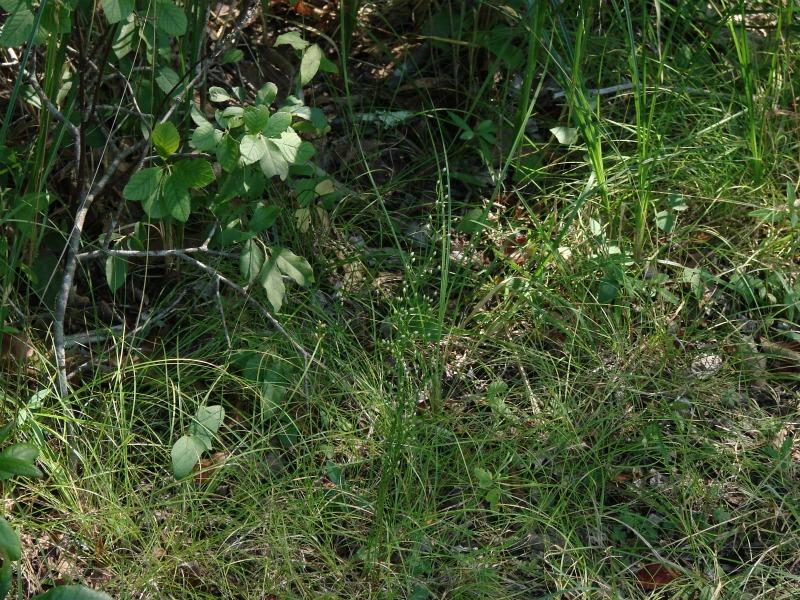 Bartonia paniculata in habitat Stephen M. Young