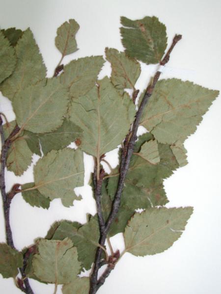 Betula minor specimen at the New York State Museum herbarium. Stephen M. Young