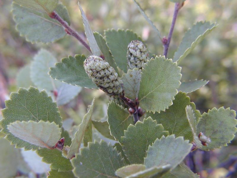 Betula pumila, Rich shrub fen Troy Weldy
