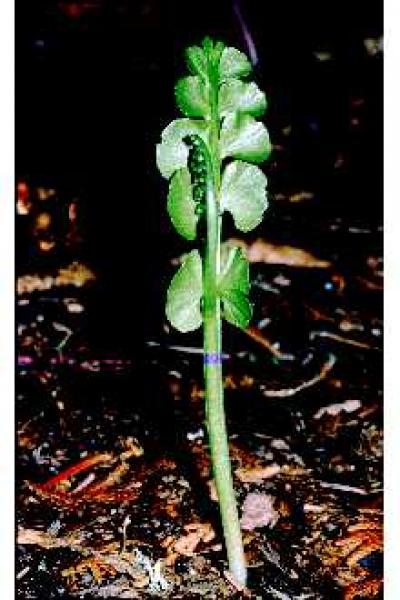 Botrychium lunaria W. Carl Taylor. USDA NRCS (1992); downloaded from USDA-Plants Database.