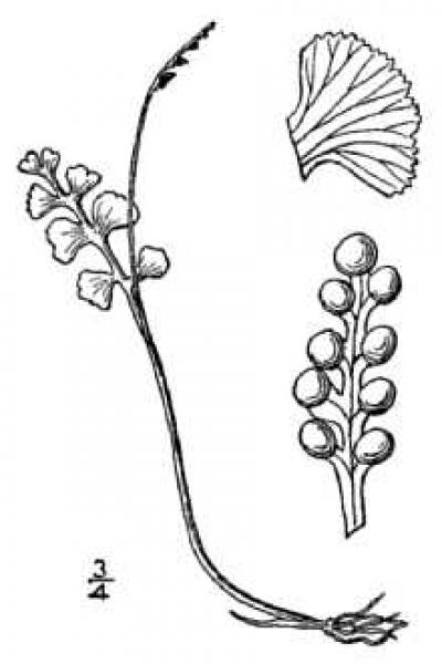Botrychium lunaria Britton, N.L., and A. Brown (1913); downloaded from USDA-Plants Database.