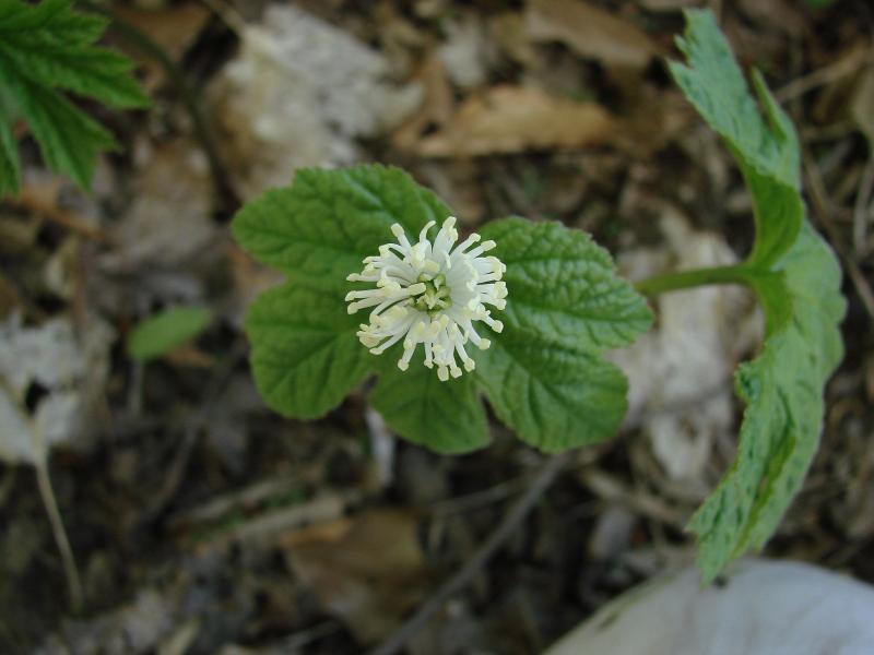 Hydrastis canadensis in flower Stephen M. Young