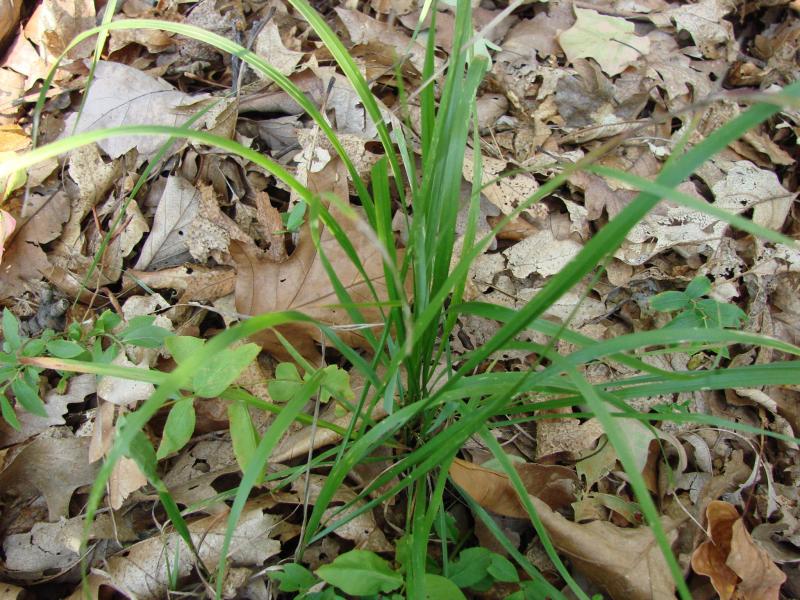 Calamagrostis porteri leaves Stephen M. Young
