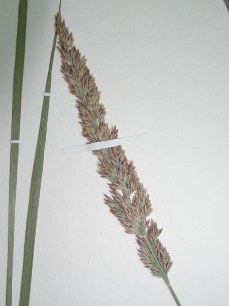 Calamagrostis stricta specimen at the New York State Museum herbarium. Stephen M. Young