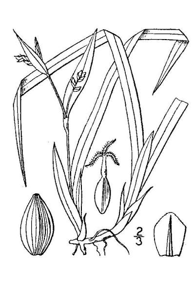 Carex abscondita line drawing Britton, N.L., and A. Brown (1913); downloaded from USDA-Plants Database.