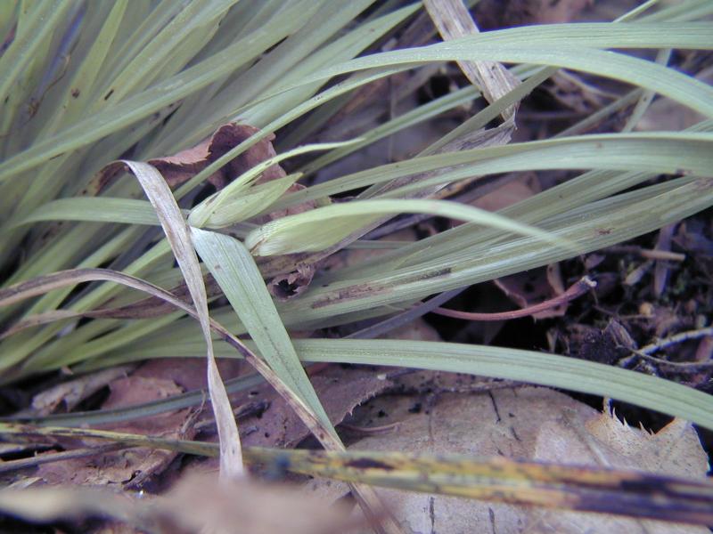 Carex backii Troy Weldy