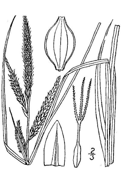 Carex barrattii line drawing Britton, N.L., and A. Brown (1913); downloaded from USDA-Plants Database.
