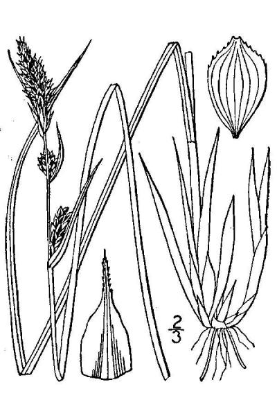 Carex buxbaumii line drawing Britton, N.L., and A. Brown (1913); downloaded from USDA-Plants Database.