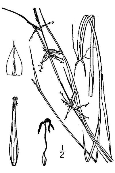 Carex collinsii line drawing Britton, N.L., and A. Brown (1913); downloaded from USDA-Plants Database.