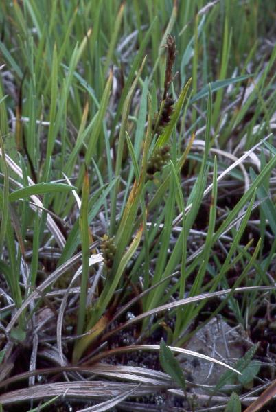 Carex crawei F.R. Wesley