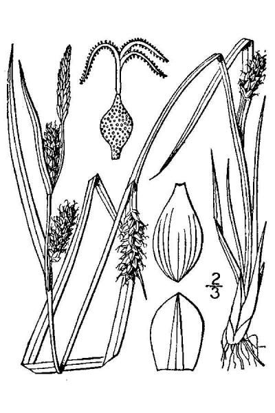 Carex crawei line drawing Britton, N.L., and A. Brown (1913); downloaded from USDA-Plants Database.