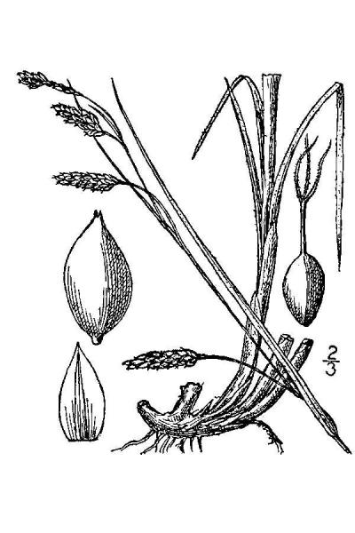 Carex formosa line drawing Britton, N.L., and A. Brown (1913); downloaded from USDA-Plants Database.