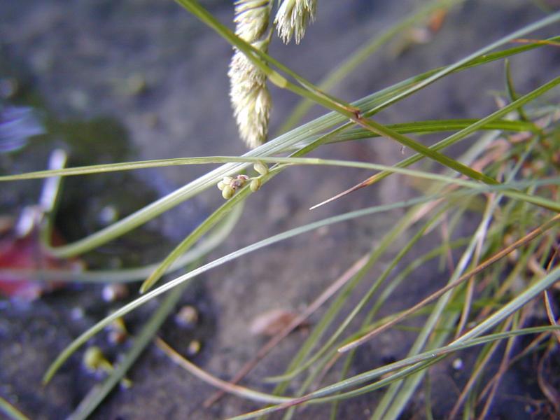 Carex garberi Troy Weldy