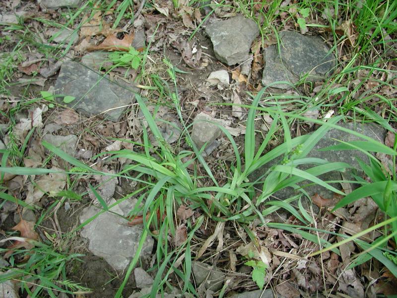 Carex glaucodea Stephen M. Young