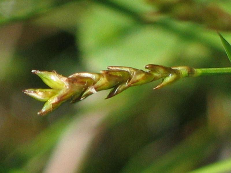 Carex gynocrates David Werier