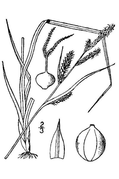Carex haydenii line drawing Britton, N.L., and A. Brown (1913); downloaded from USDA-Plants Database.