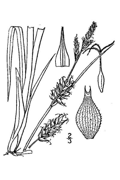 Carex houghtoniana line drawing Britton, N.L., and A. Brown (1913); downloaded from USDA-Plants Database.