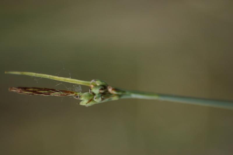 Carex livida Troy Weldy