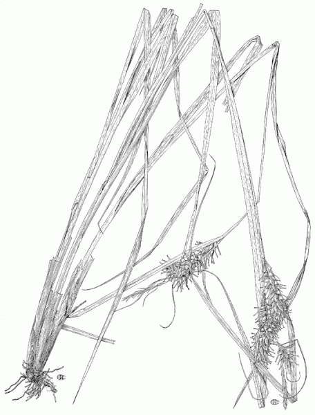 Carex lupuliformis line drawing Harry Charles Creutzburg; CyperSedge website
