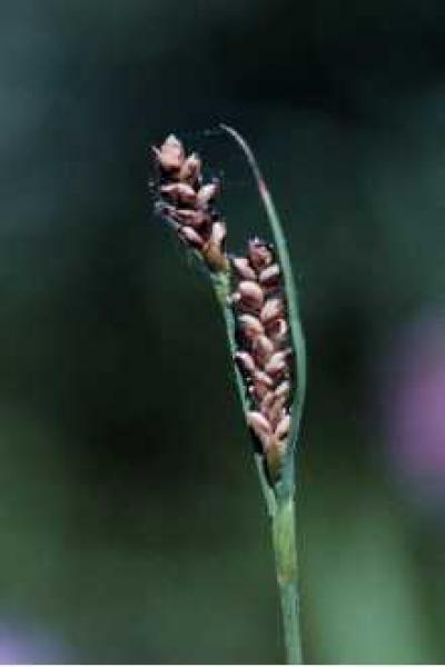 Carex meadii Larry Allain, USGS NWRC; downloaded from USDA-Plants Database.