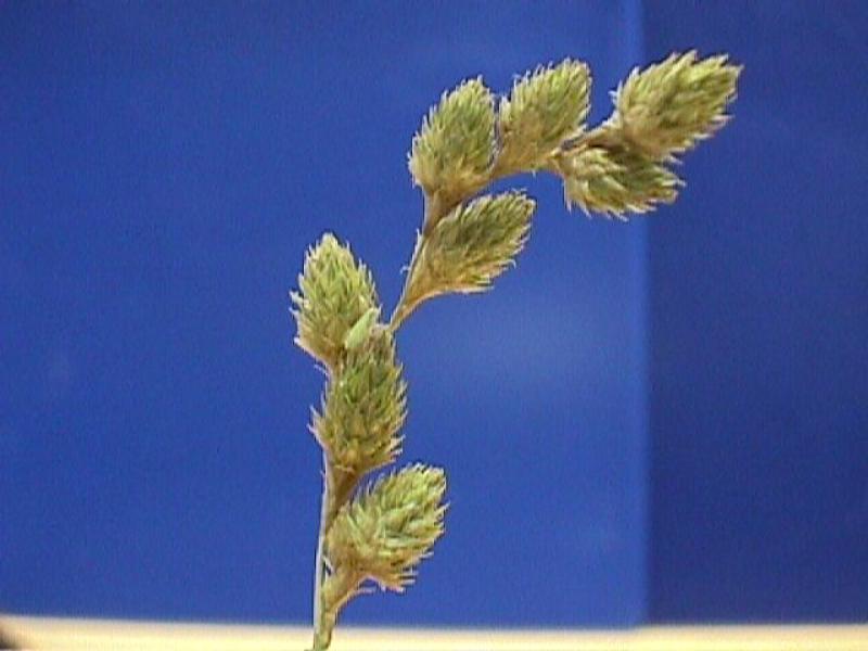 Carex merritt-fernaldii Stuart Kooge