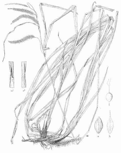 Carex mitchelliana line drawing Downloaded from Texas A&M Cyber Sedge