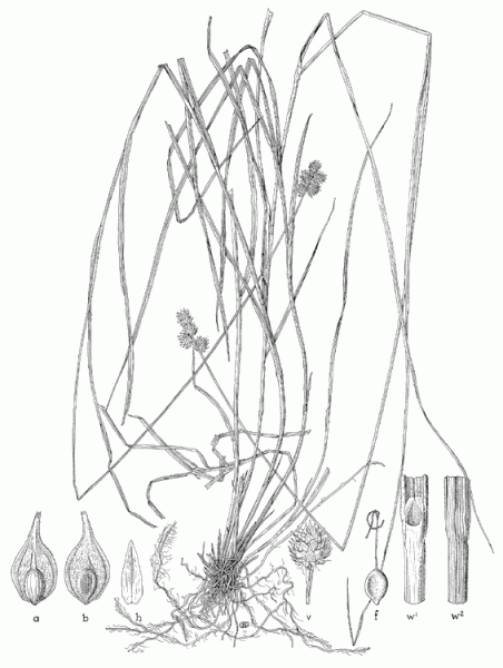 Carex molesta line drawing Downloaded from Texas A&M Cyber Sedge