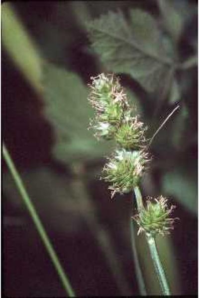 Carex  Robert H. Mohlenbrock. Downloaded from USDA Plants Database.