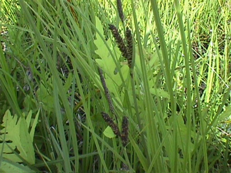 Carex nigra  Stuart Kooge