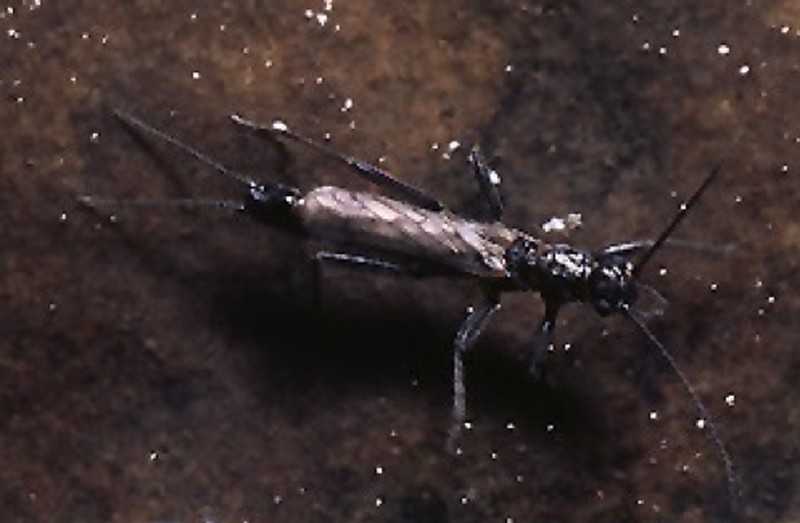 Allocapina illinoensis C. Riley Nelson 1996