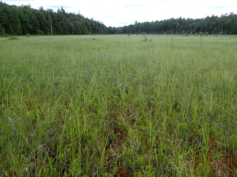 Inland poor fen at Loon Vly in Wilcox Lake Wild Forest Gregory J. Edinger