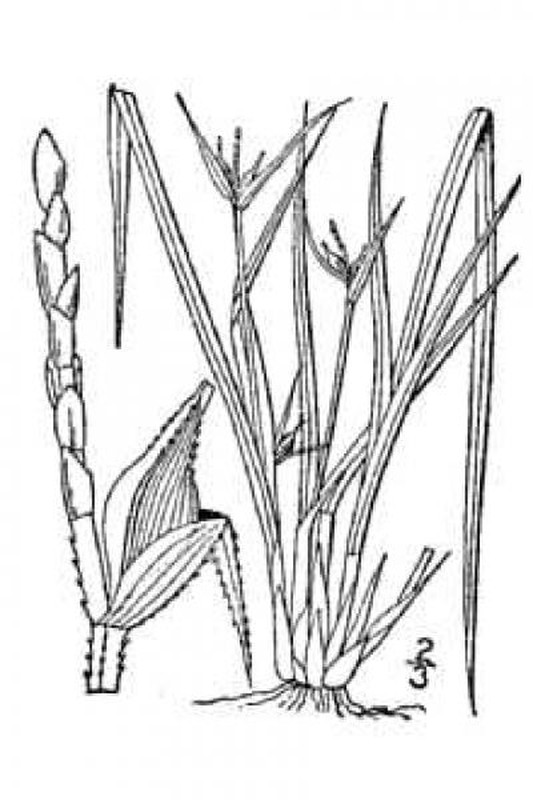 Carex jamesii line drawing Britton, N.L., and A. Brown (1913); downloaded from USDA-Plants Database.