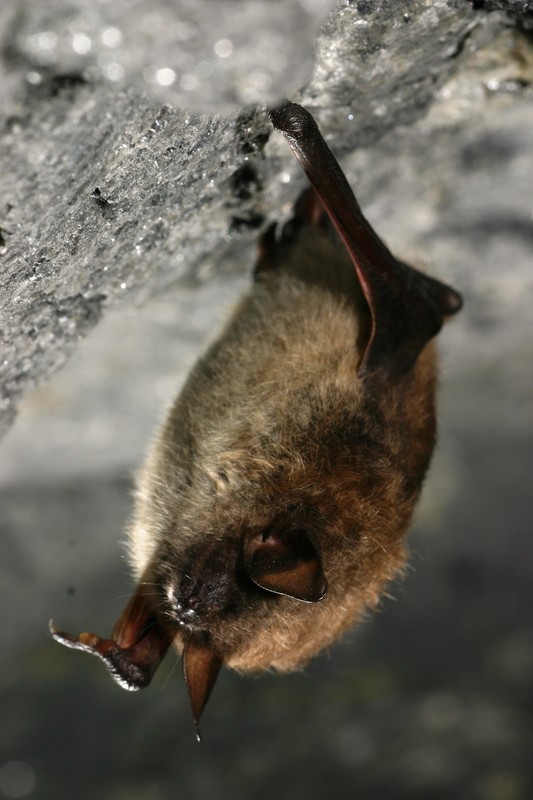 Little Brown Bat (Myotis lucifugus) Al Hicks, NYSDEC