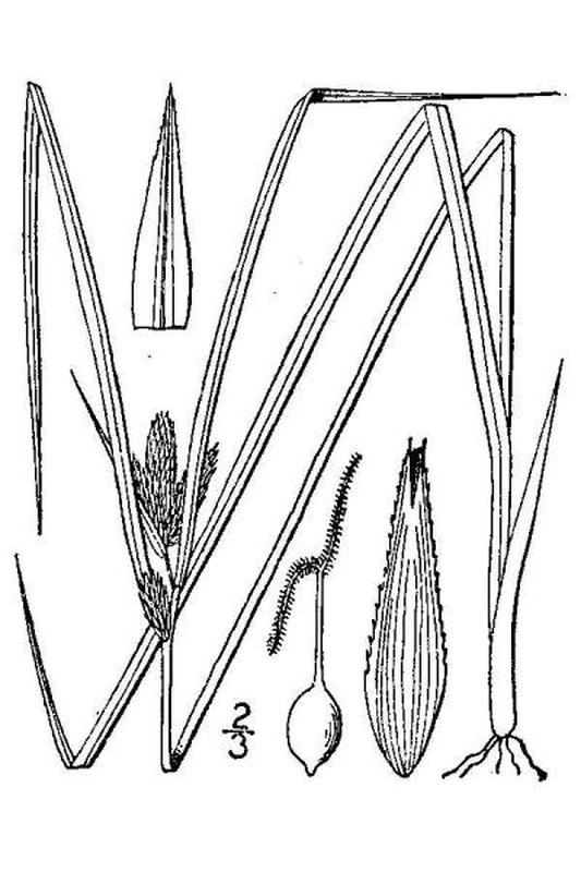 Carex sychnocephala line drawing Britton, N.L., and A. Brown (1913); downloaded from USDA-Plants Database.