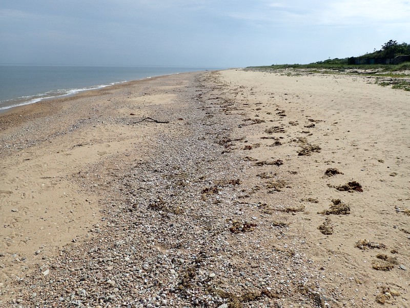 Marine intertidal gravel/sand beach on Plum Island. Gregory J. Edinger