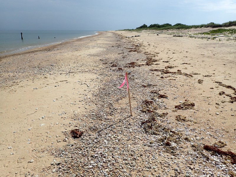 Marine intertidal gravel/sand beach on Plum Island. Gregory J. Edinger
