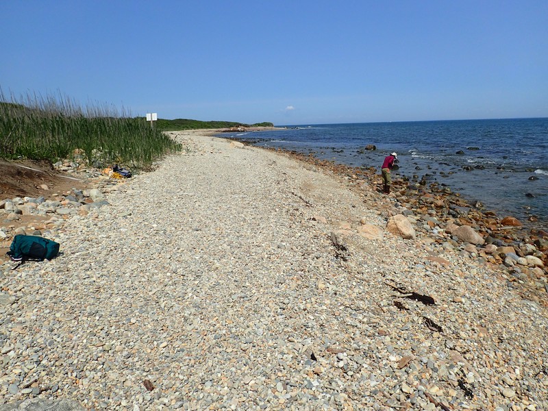 Marine intertidal gravel/sand beach on Montauk Point. Gregory J. Edinger
