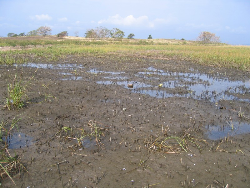 Marine intertidal mudflats in Jamaica Bay, Gateway National Recreation Area. Gregory J. Edinger