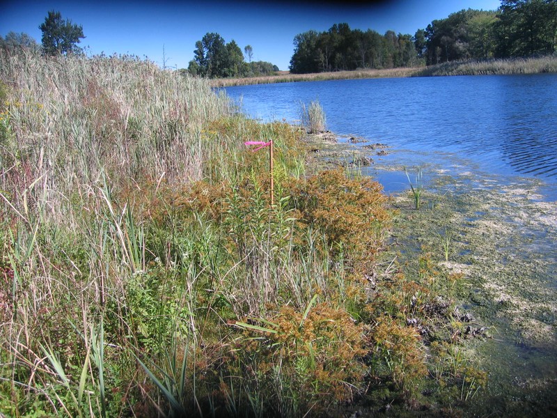 Marl pond shore along the east side of Newton Ponds. Gregory J. Edinger