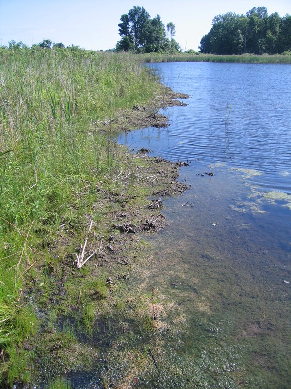 Marl pond shore along the west side of Junius Ponds Newton Ponds. Gregory J. Edinger